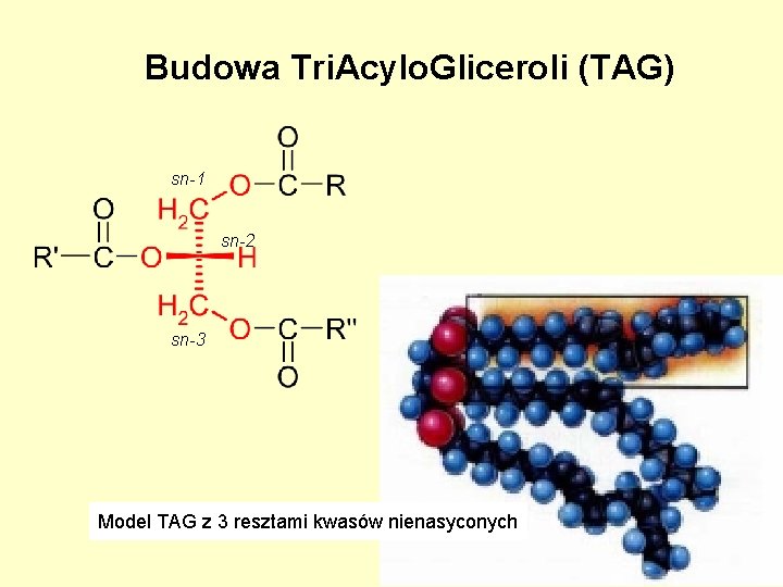 Budowa Tri. Acylo. Gliceroli (TAG) sn-1 sn-2 sn-3 Model TAG z 3 resztami kwasów Budowa Tri. Acylo. Gliceroli (TAG) sn-1 sn-2 sn-3 Model TAG z 3 resztami kwasów