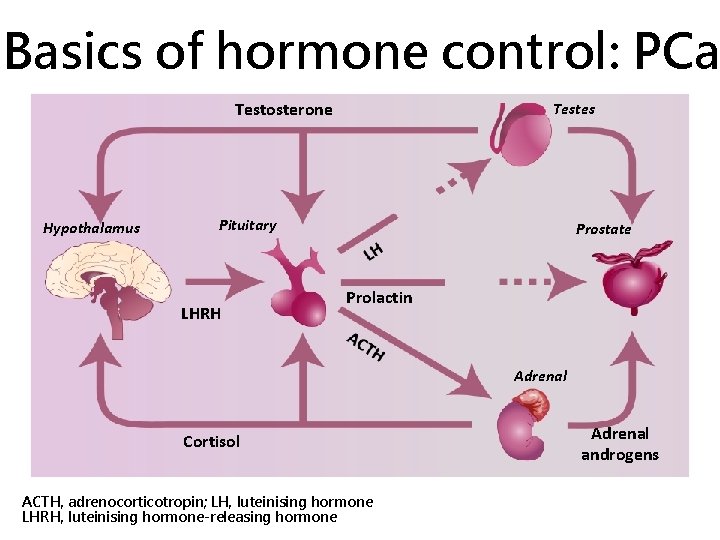 Basics of hormone control: PCa Testosterone Hypothalamus Testes Pituitary LHRH Prostate Prolactin Adrenal Cortisol