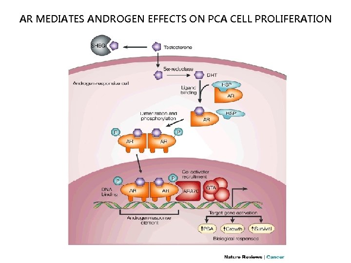 AR MEDIATES ANDROGEN EFFECTS ON PCA CELL PROLIFERATION 