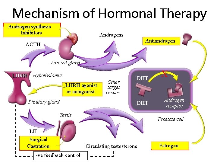 Mechanism of Hormonal Therapy Androgen synthesis Inhibitors Androgens Antiandrogen ACTH Adrenal gland LHRH Hypothalamus