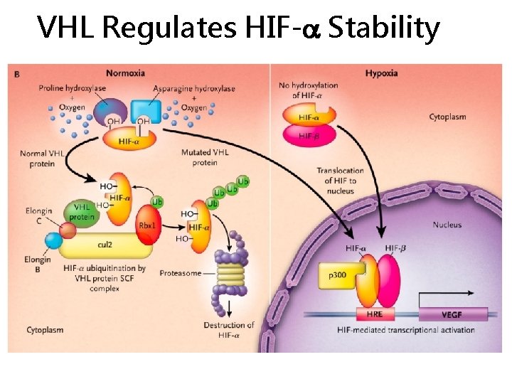 VHL Regulates HIF- Stability 
