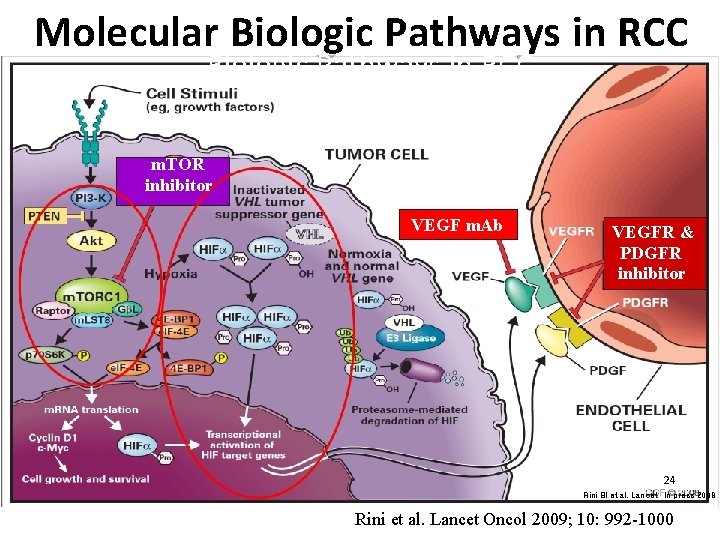 Molecular Biologic Pathways in RCC m. TOR inhibitor VEGF m. Ab VEGFR & PDGFR