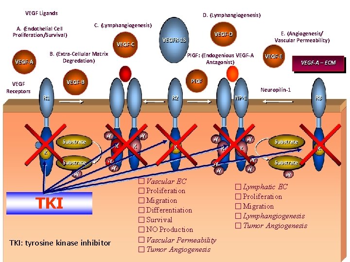 VEGF Ligands D. (Lymphangiogenesis) C. (Lymphangiogenesis) A. (Endothelial Cell Proliferation/Survival) VEGF-C B. (Extra-Cellular Matrix