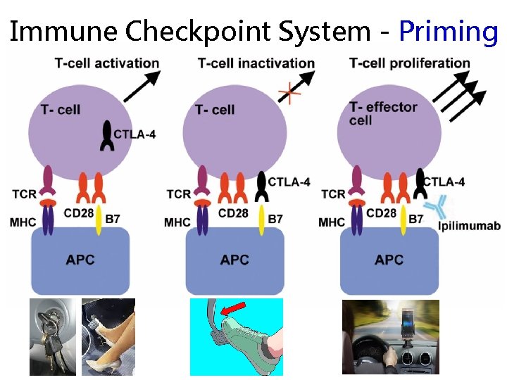 Immune Checkpoint System - Priming 