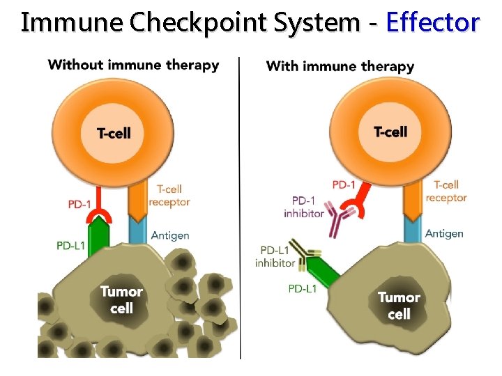 Immune Checkpoint System - Effector 