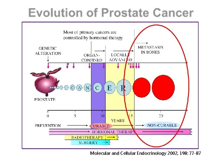 Molecular and Cellular Endocrinology 2002, 198: 77 -87 