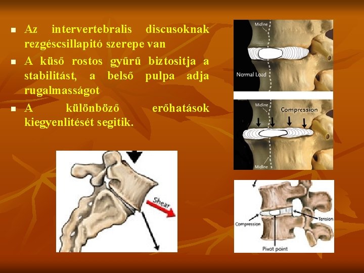 n n n Az intervertebralis discusoknak rezgéscsillapitó szerepe van A küső rostos gyűrű biztositja