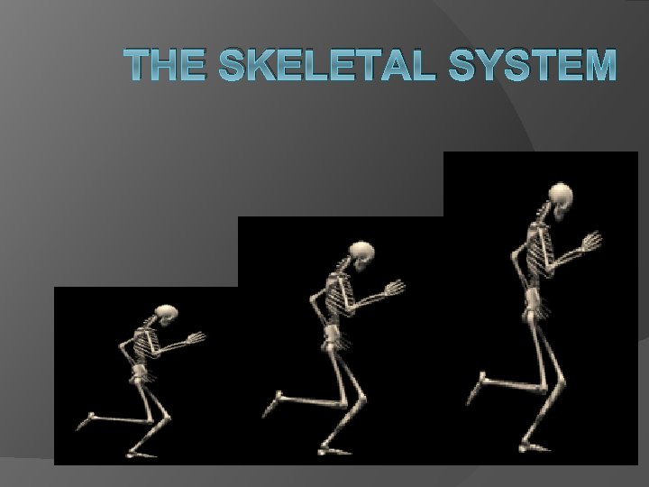 THE SKELETAL SYSTEM 