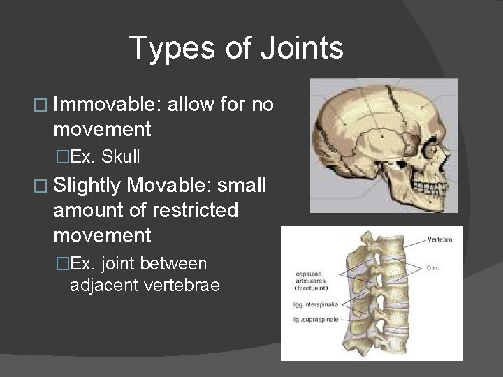 Types of Joints � Immovable: allow for no movement �Ex. Skull � Slightly Movable: