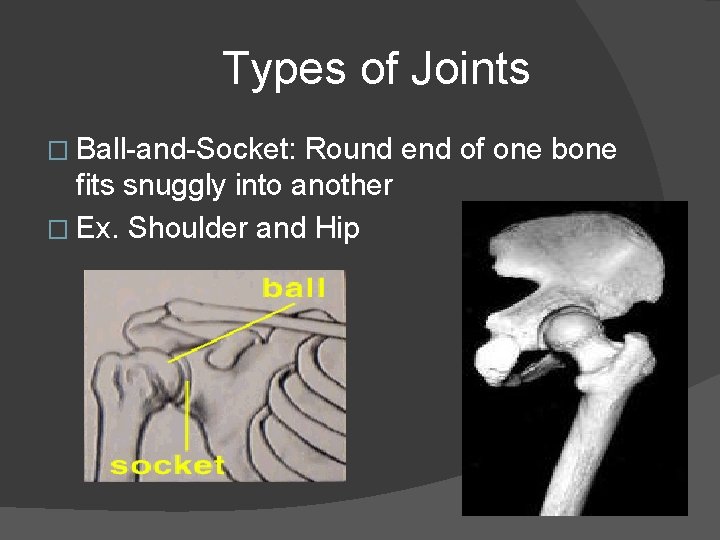 Types of Joints � Ball-and-Socket: Round end of one bone fits snuggly into another