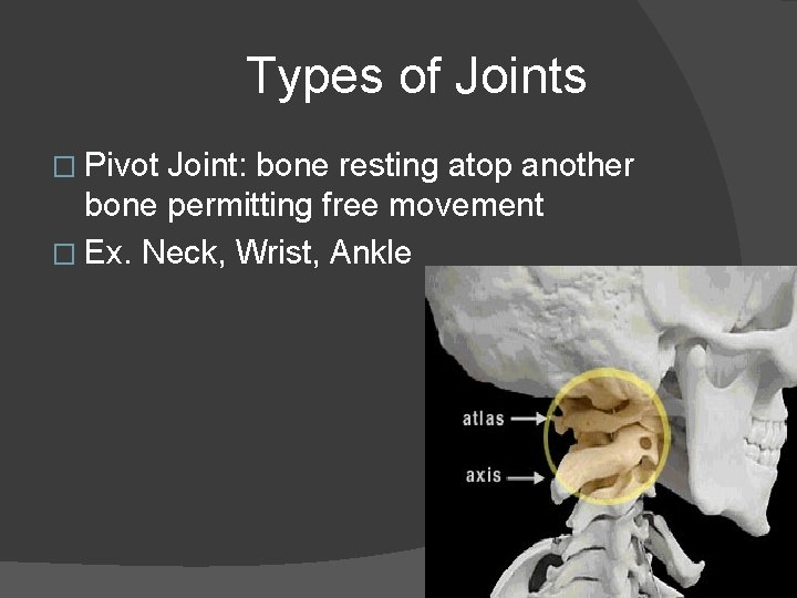 Types of Joints � Pivot Joint: bone resting atop another bone permitting free movement