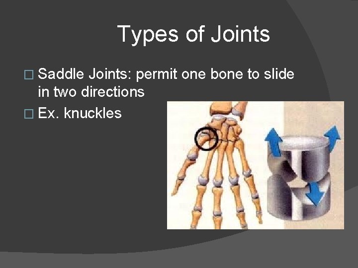 Types of Joints � Saddle Joints: permit one bone to slide in two directions