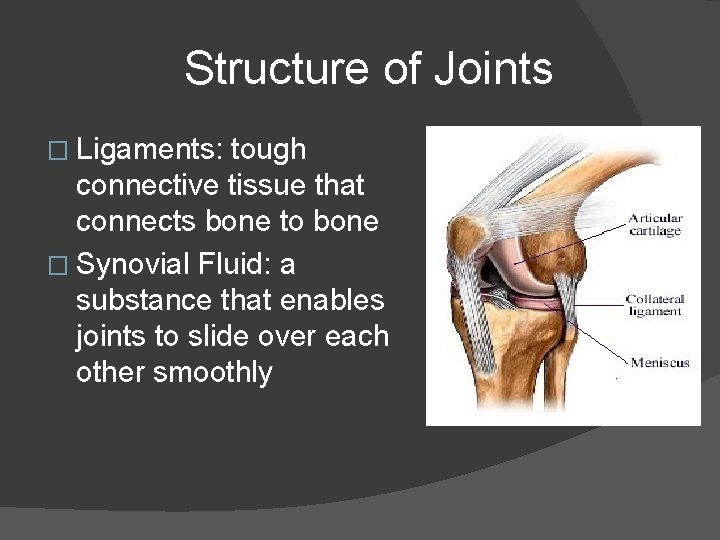 Structure of Joints � Ligaments: tough connective tissue that connects bone to bone �