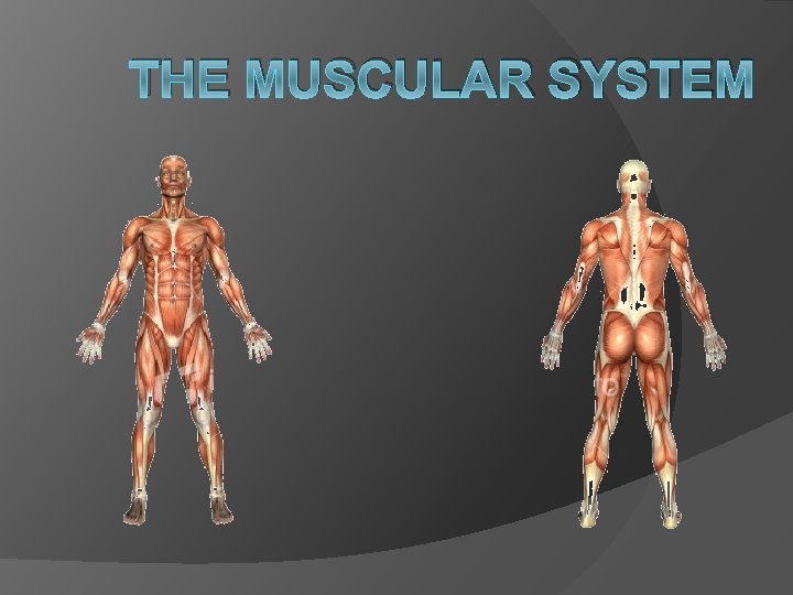 THE MUSCULAR SYSTEM 