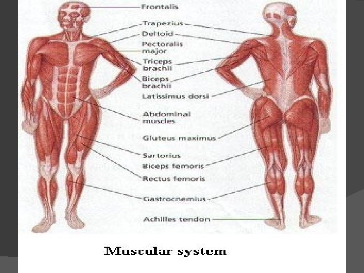 Skeletal Muscles Labeling 