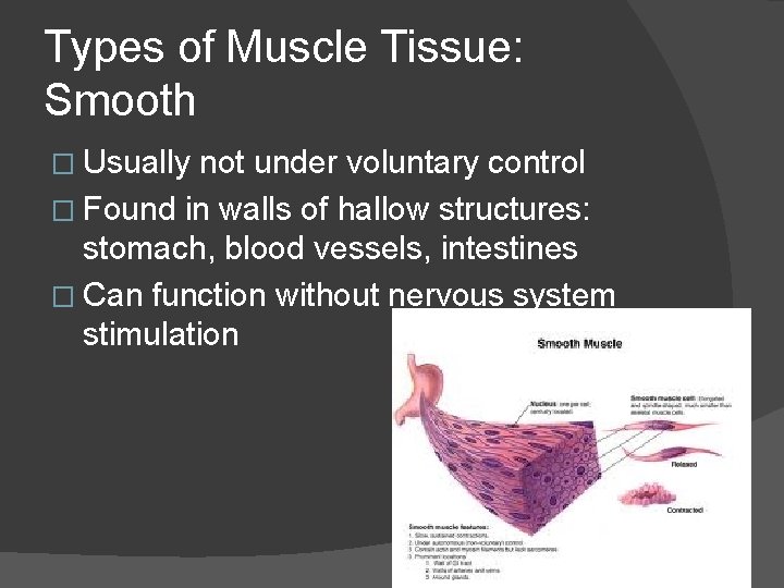 Types of Muscle Tissue: Smooth � Usually not under voluntary control � Found in