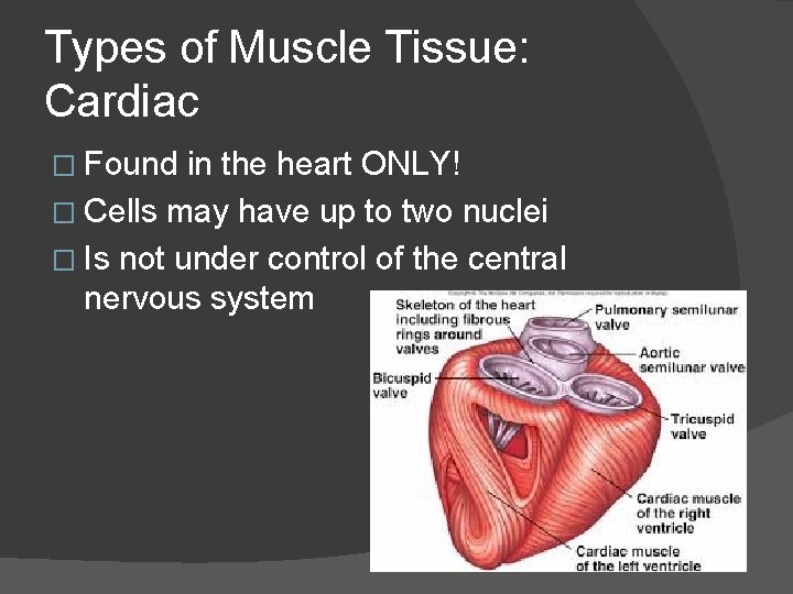 Types of Muscle Tissue: Cardiac � Found in the heart ONLY! � Cells may