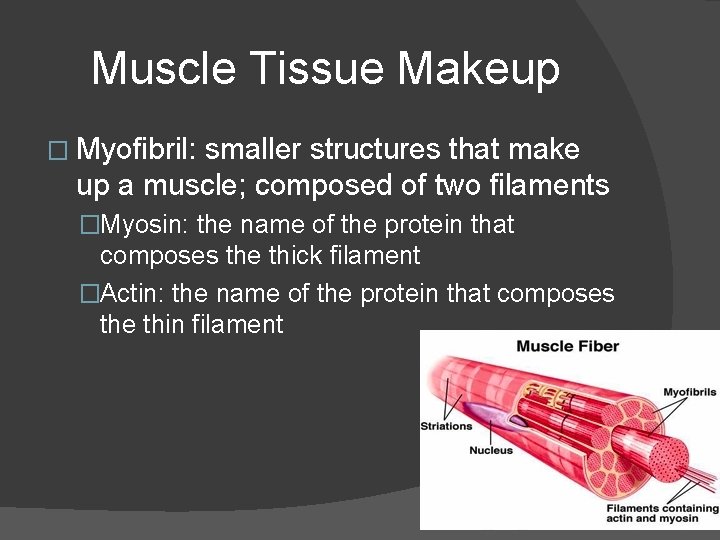 Muscle Tissue Makeup � Myofibril: smaller structures that make up a muscle; composed of