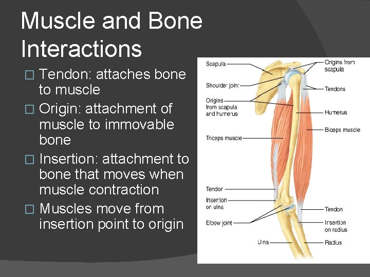 Muscle and Bone Interactions Tendon: attaches bone to muscle � Origin: attachment of muscle