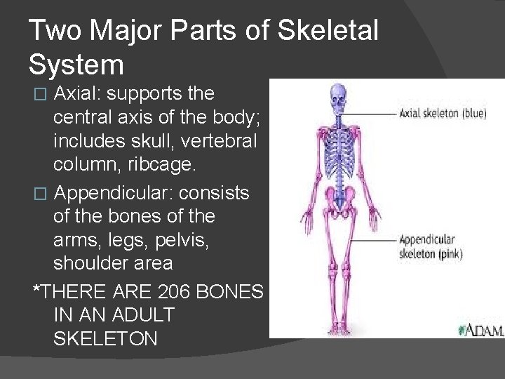 Two Major Parts of Skeletal System Axial: supports the central axis of the body;