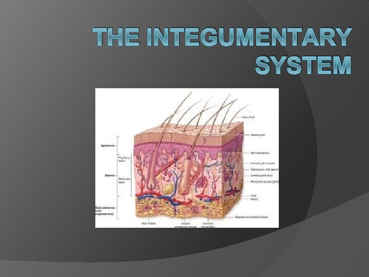 THE INTEGUMENTARY SYSTEM 
