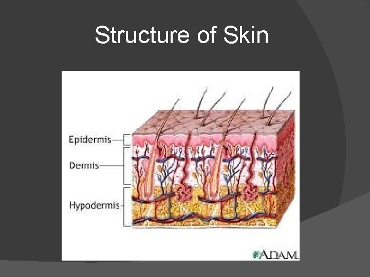 Structure of Skin 