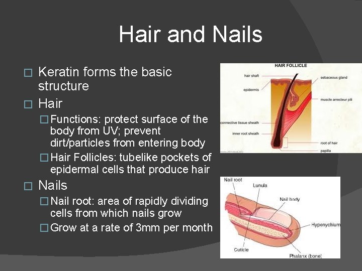 Hair and Nails Keratin forms the basic structure � Hair � � Functions: protect
