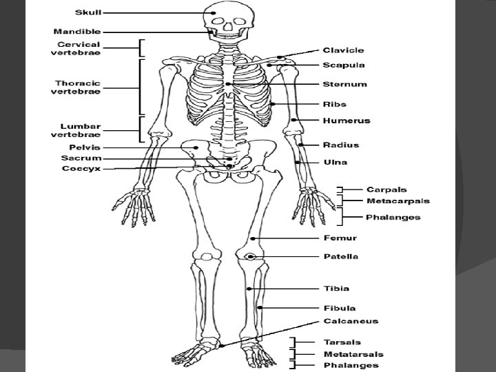 Appendicular Skeleton Labeling 
