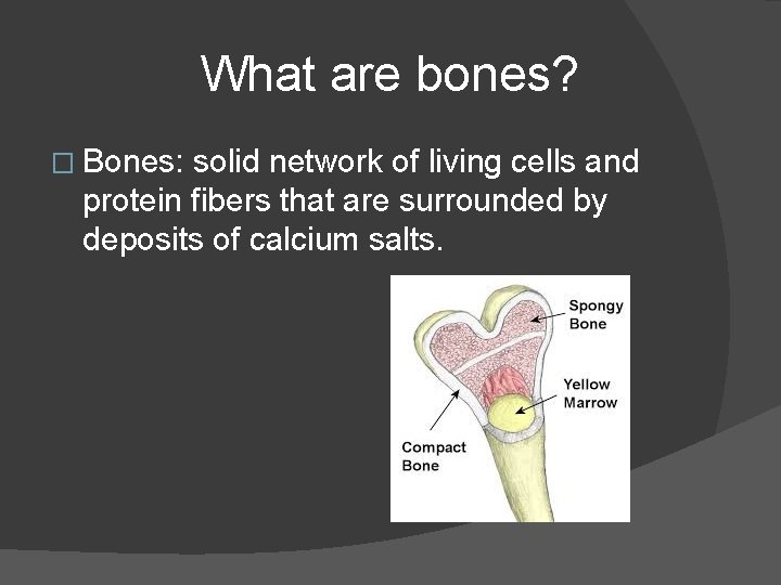What are bones? � Bones: solid network of living cells and protein fibers that