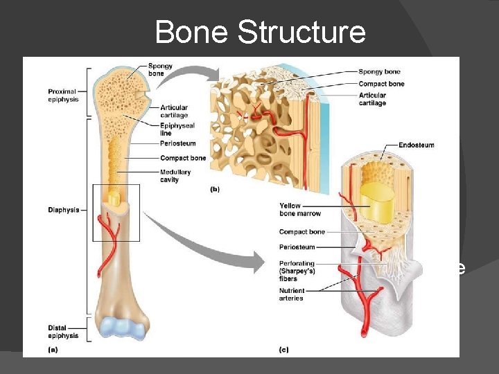 Bone Structure � Periosteum: tough layer of connective tissue surrounding bone � Compact bone: