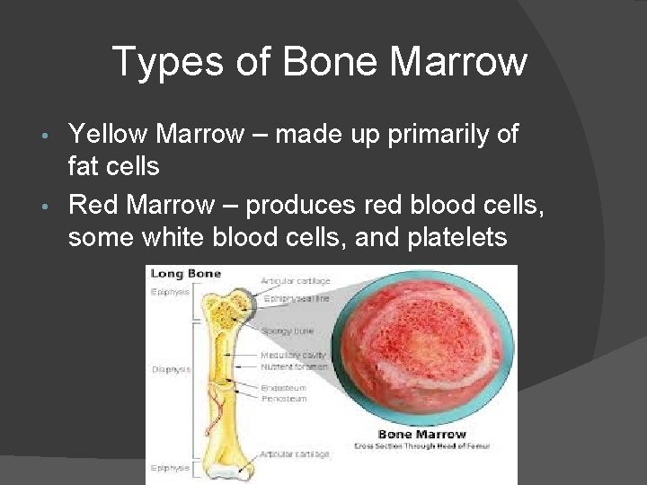 Types of Bone Marrow Yellow Marrow – made up primarily of fat cells •