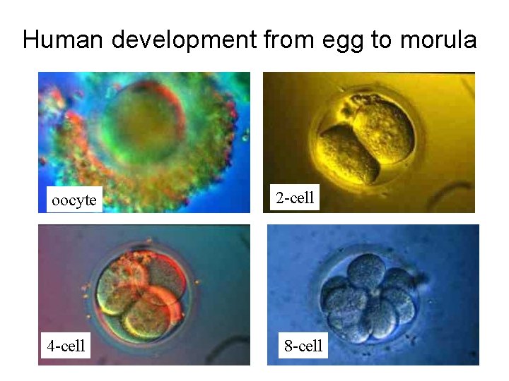 Human development from egg to morula oocyte 4 -cell 2 -cell 8 -cell 