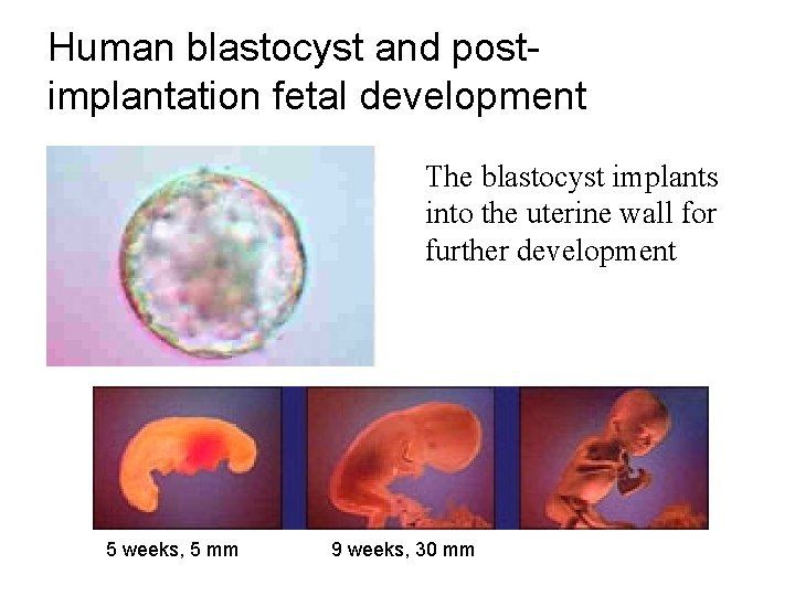 Human blastocyst and postimplantation fetal development The blastocyst implants into the uterine wall for