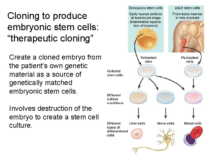 Cloning to produce embryonic stem cells: “therapeutic cloning” Create a cloned embryo from the
