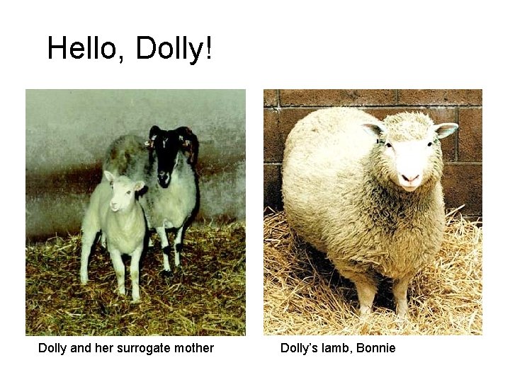 Hello, Dolly! Dolly and her surrogate mother Dolly’s lamb, Bonnie 