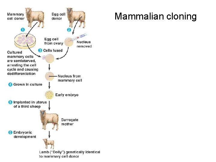 Mammalian cloning 