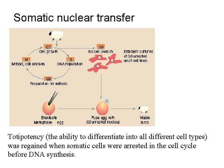 Somatic nuclear transfer Totipotency (the ability to differentiate into all different cell types) was