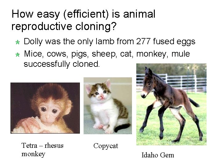 How easy (efficient) is animal reproductive cloning? Dolly was the only lamb from 277