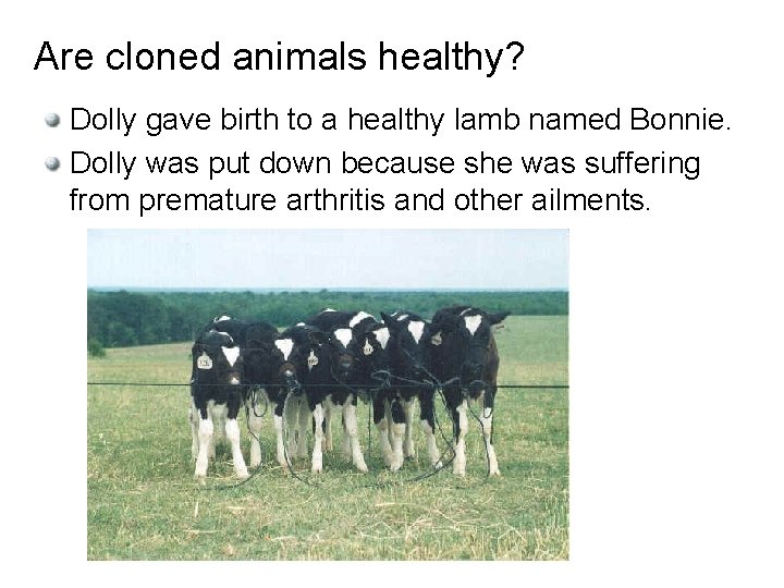 Are cloned animals healthy? Dolly gave birth to a healthy lamb named Bonnie. Dolly
