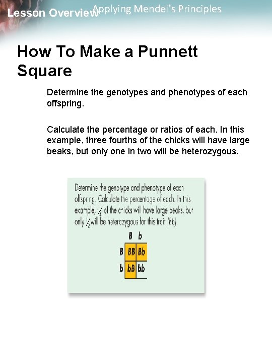 Applying Mendel’s Principles Lesson Overview How To Make a Punnett Square Determine the genotypes