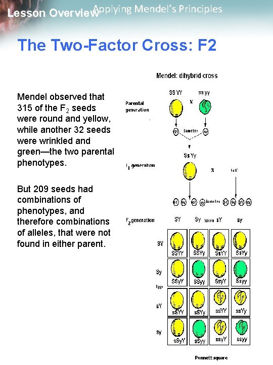 Applying Mendel’s Principles Lesson Overview The Two-Factor Cross: F 2 Mendel observed that 315