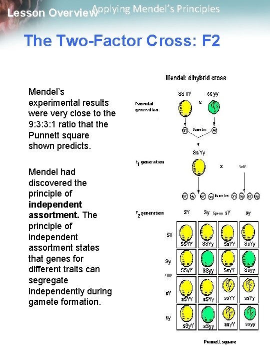Applying Mendel’s Principles Lesson Overview The Two-Factor Cross: F 2 Mendel’s experimental results were