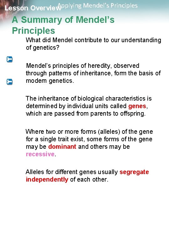 Applying Mendel’s Principles Lesson Overview A Summary of Mendel’s Principles What did Mendel contribute
