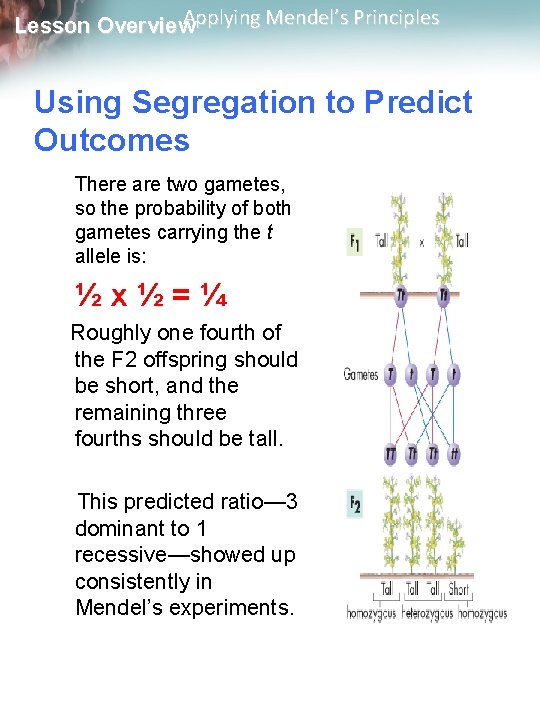 Applying Mendel’s Principles Lesson Overview Using Segregation to Predict Outcomes There are two gametes,