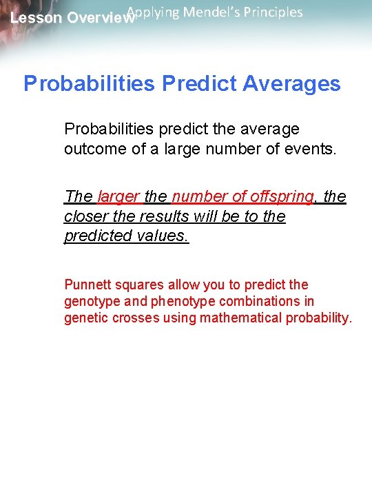 Applying Mendel’s Principles Lesson Overview Probabilities Predict Averages Probabilities predict the average outcome of