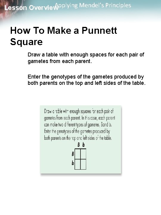 Applying Mendel’s Principles Lesson Overview How To Make a Punnett Square Draw a table