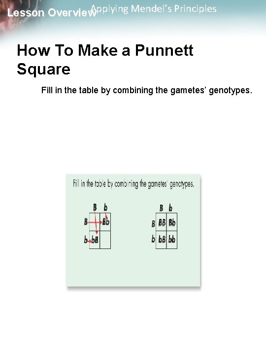 Applying Mendel’s Principles Lesson Overview How To Make a Punnett Square Fill in the
