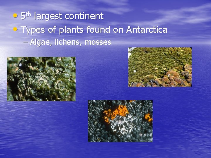  • 5 th largest continent • Types of plants found on Antarctica –