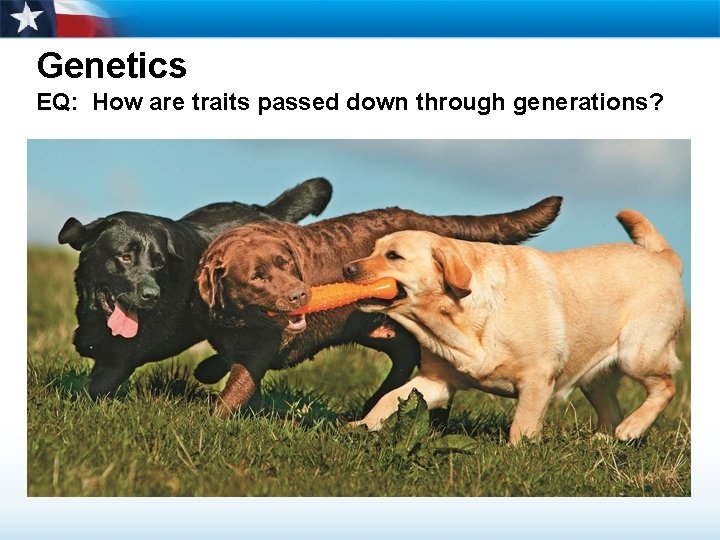 Genetics EQ: How are traits passed down through generations? 