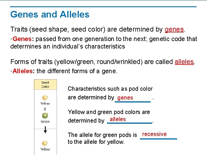 Genes and Alleles Traits (seed shape, seed color) are determined by genes. • Genes: